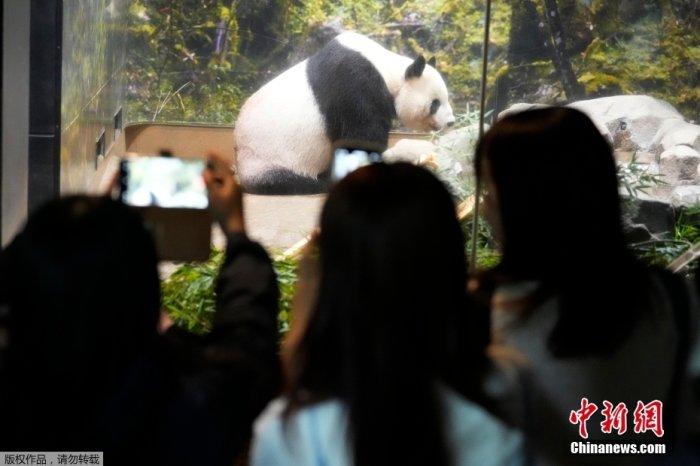 央视网新闻：香港资料大全正版资料2024年免费-旅日熊猫比力仙女顺利归国